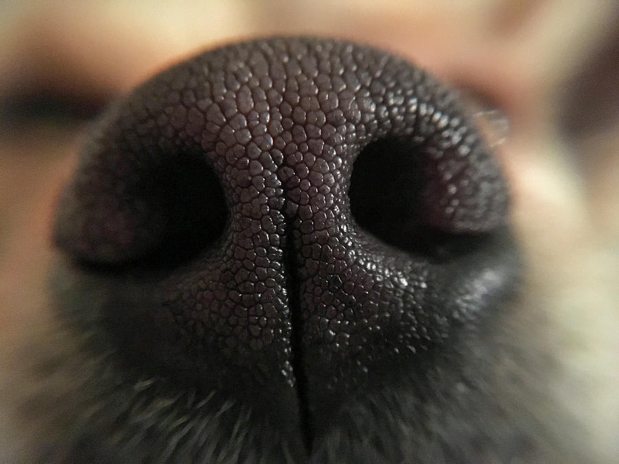 Chewies Nose Photograph by K Bradley Washburn