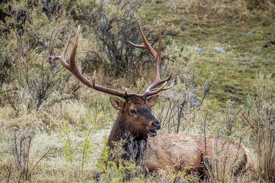 Chewing Elk Photograph by Paul Freidlund