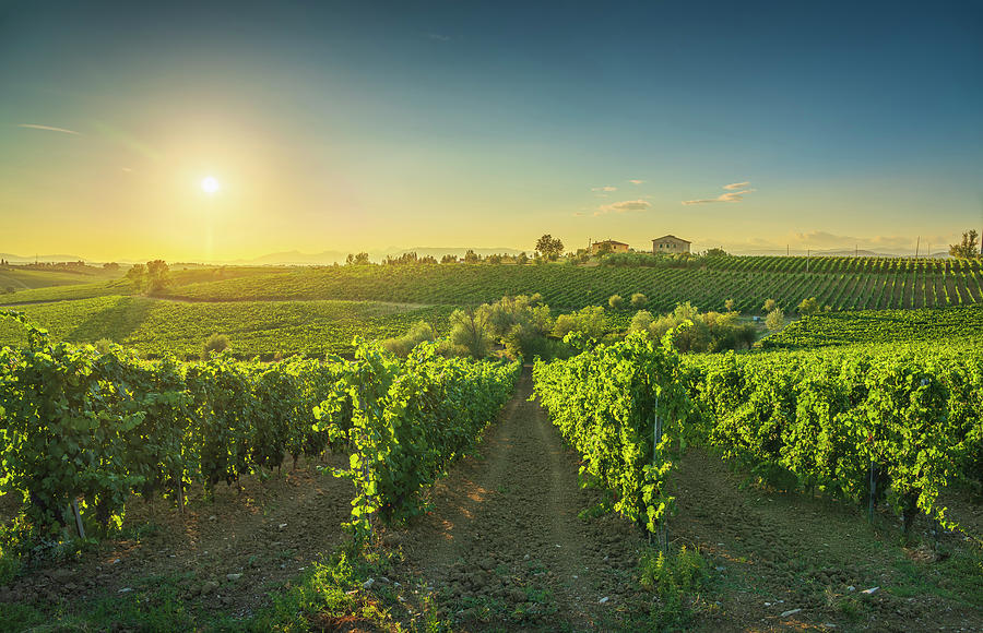 Chianti vineyards at sunset. Cerreto Guidi, Tuscany Photograph by Stefano Orazzini