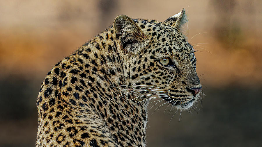 Chiawa Leopard Photograph by Darcy Dietrich