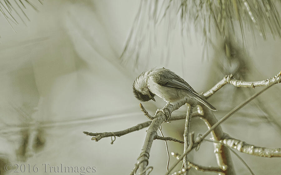Chickadee Photograph by TruImages Photography