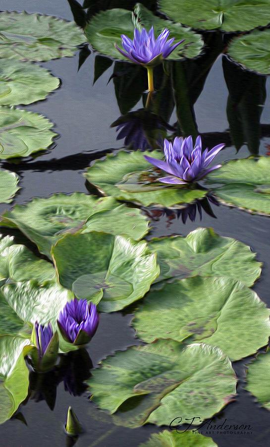 Chicago Botanical Gardens Purple Water Lilies Photograph