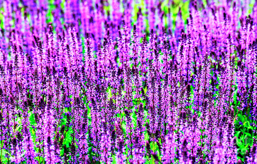 Chicago Purple Flowers at Lurie Garden Photograph by John Rizzuto
