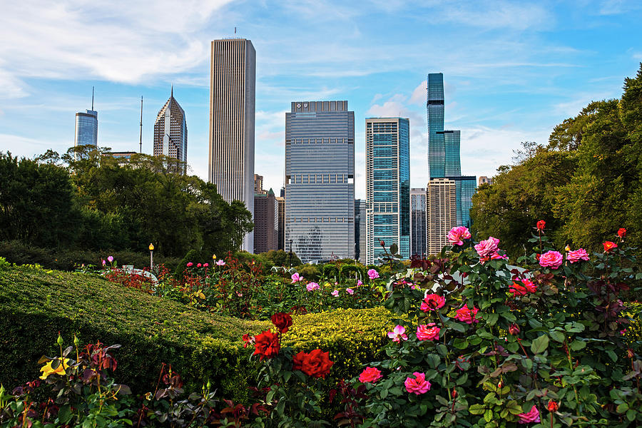Chicago Skyline through the Roses Formal Gardens Chicago Illinois Photograph by Toby McGuire