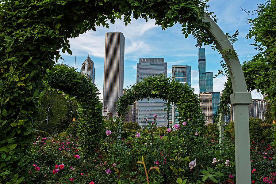 Chicago Skyline through the Roses Formal Gardens Trellis Chicago Illinois Photograph by Toby McGuire