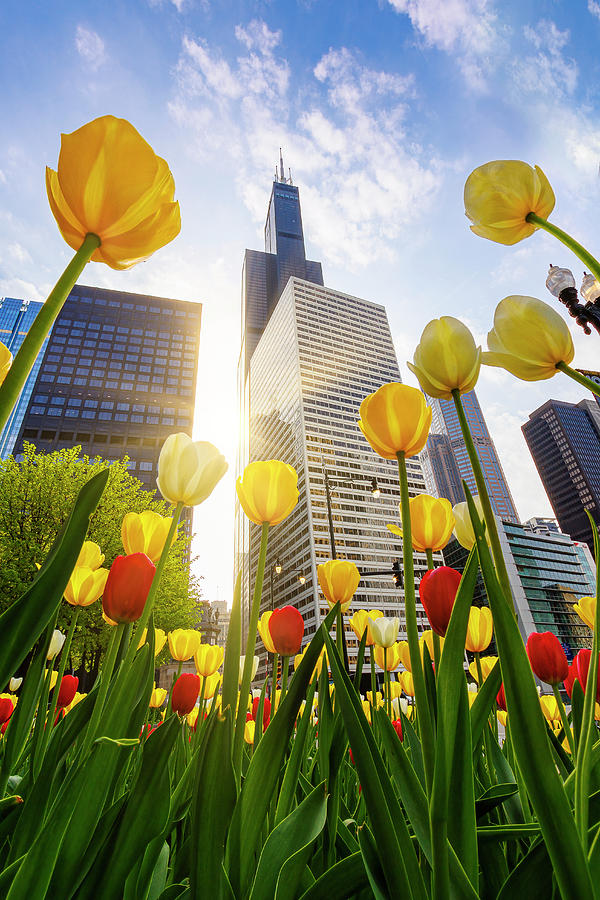 Chicago Tulips and Willis Tower Morning Photograph by Adam Romanowicz