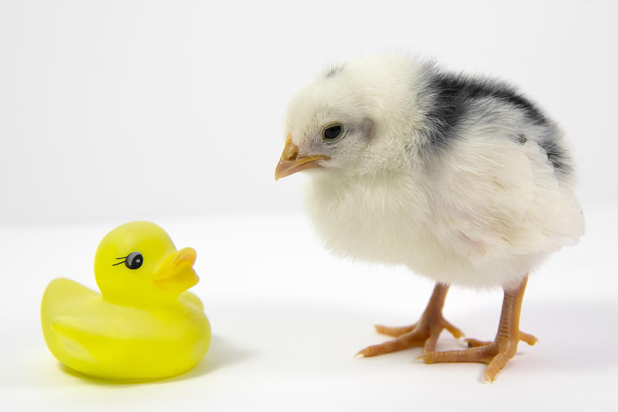 Chick and rubber ducky Photograph by Fernando Trabanco Fotografía