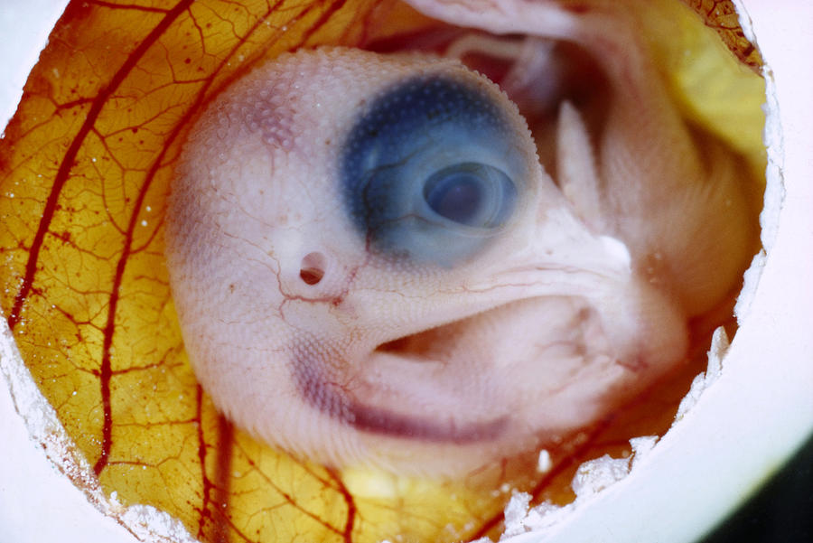 Chick Embryo Gallus Gallus 9 Days Old Photograph by Oxford Scientific