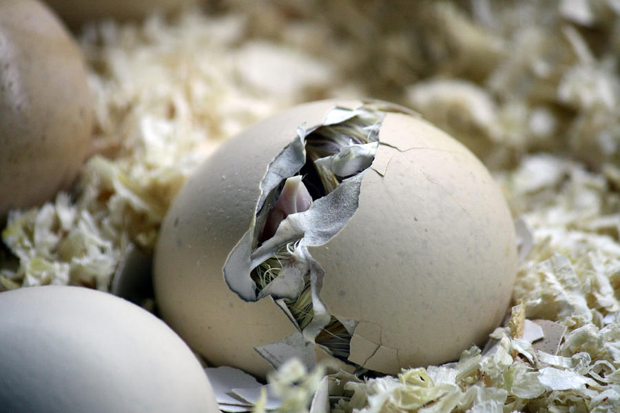 Chick hatching from an Egg Photograph by Image by Ruben Moreno Montoliu