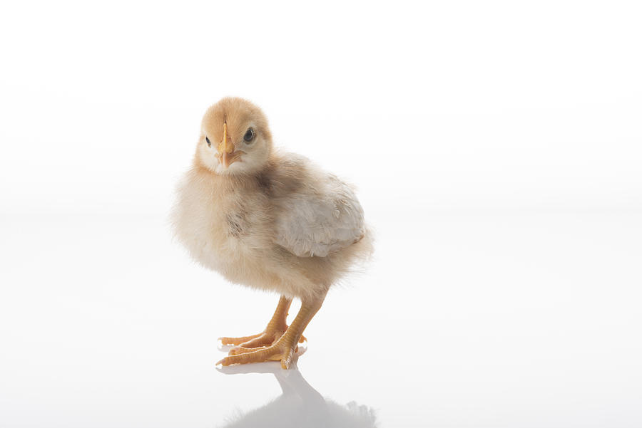Chick Photograph by Ian Gwinn
