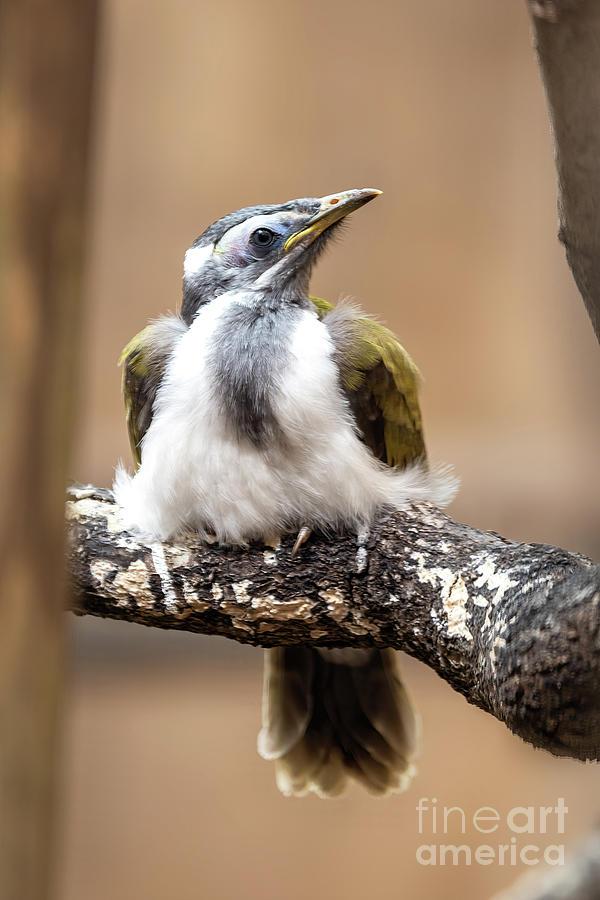 Chick of a blue-faced honeyeater. This bird is commonly known as Photograph by Jane Rix