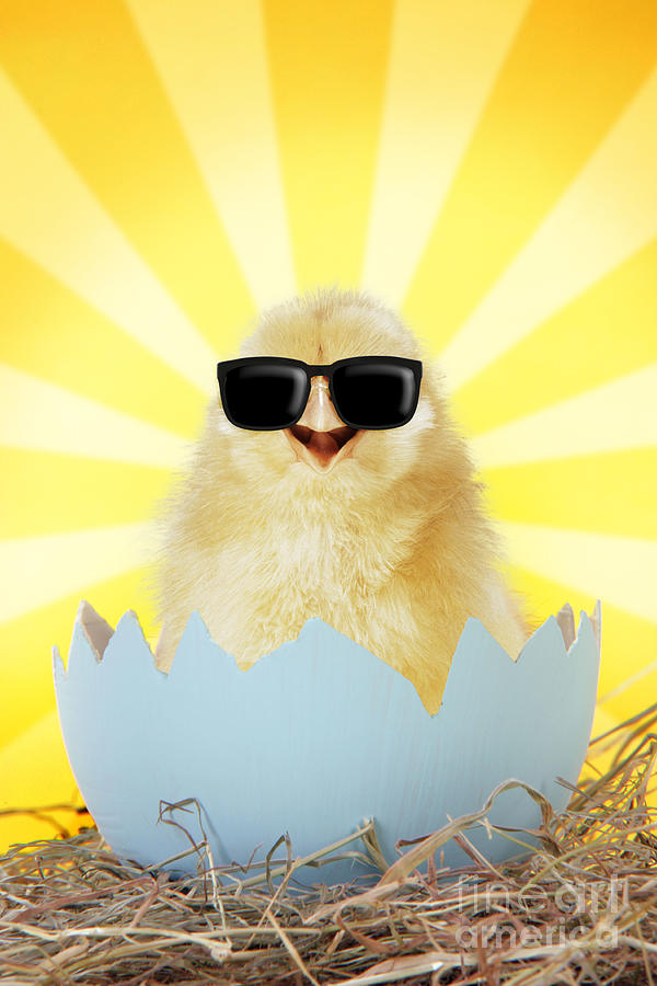 Easter Photograph - Chick wearing sunglasses emerging from egg shell by John Daniels