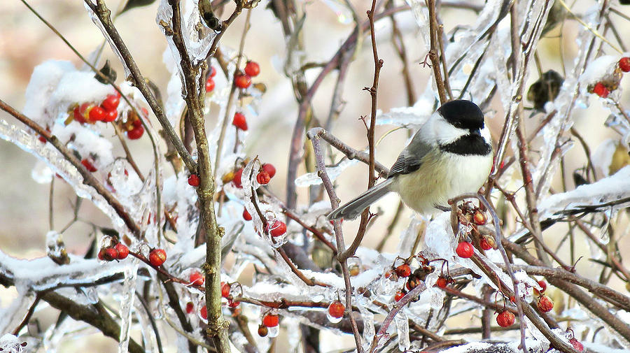 Chickadee Among Red Berries And Icicles Photograph by Rebecca Grzenda