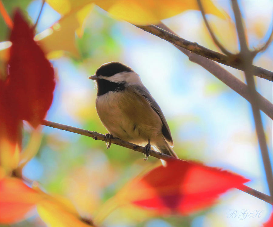 Chickadee and Autumn Leaves - Nature as Art - Avian Art - Nature Photography - Wildlife Photograph by Brooks Garten Hauschild