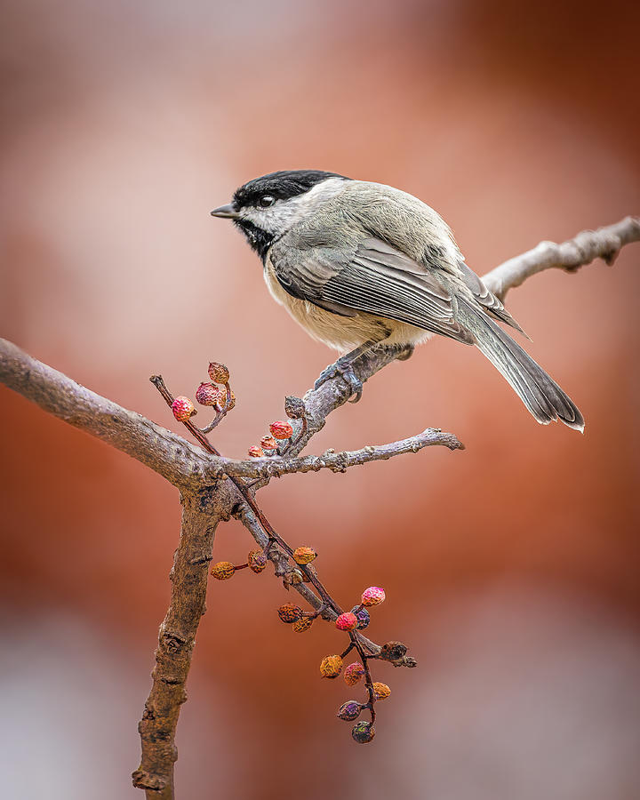 Chickadee and Berries Photograph by David Downs