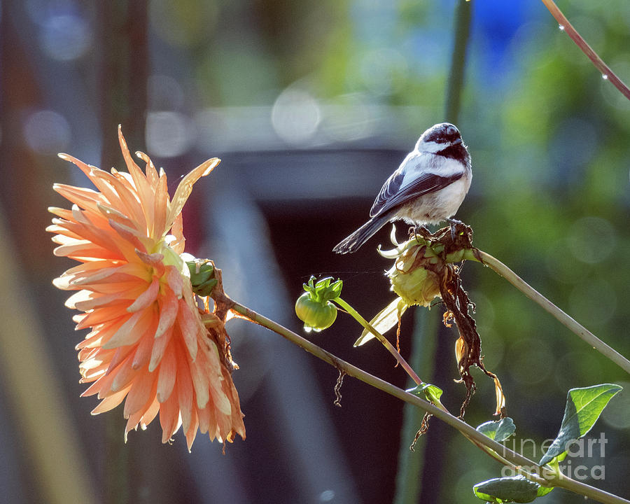 Chickadee and Dahlia Photograph by Kristine Anderson