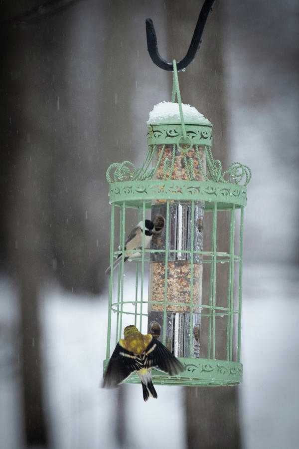 Chickadee and Gold Finch at the Feeder Photograph by Lora J Wilson