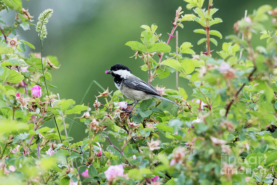 Chickadee and Tea Roses Photograph by Kristine Anderson