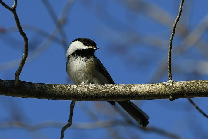 Chickadee Photograph by Angela Michaud - Fine Art America