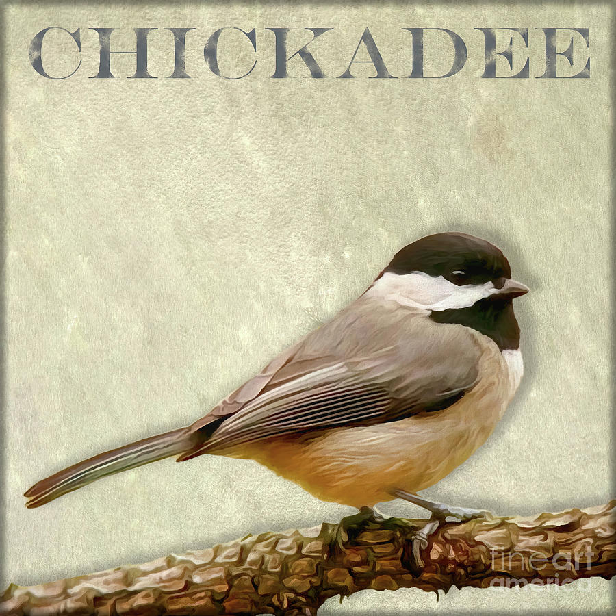 Chickadee Digital Art by Denise Dundon