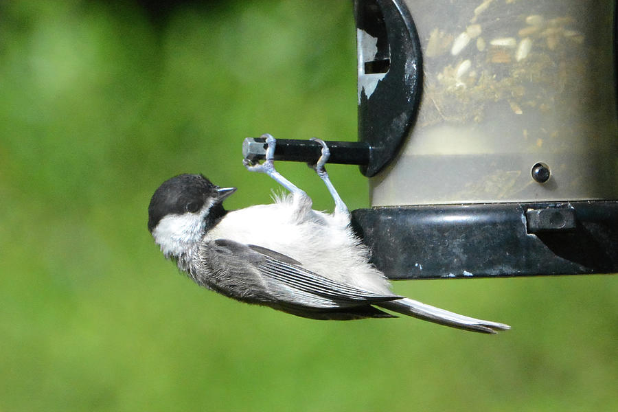 Chickadee Doing Pull Ups Photograph by Jerry Griffin