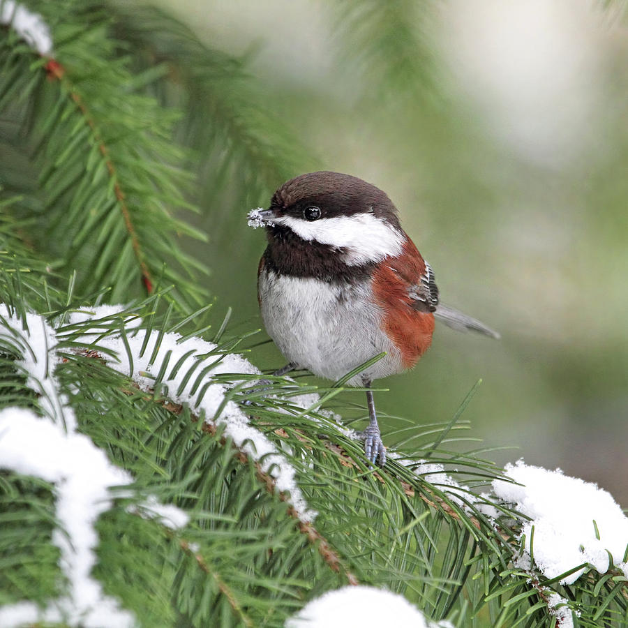 Chickadee Eating Snow - Square Version Photograph by Peggy Collins