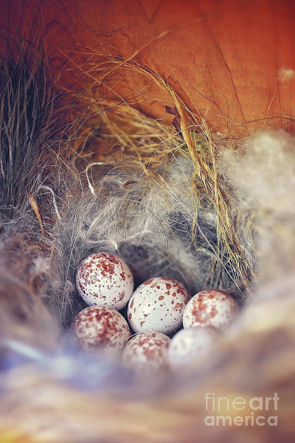 Chickadee Eggs Photograph by Kimberly Chason