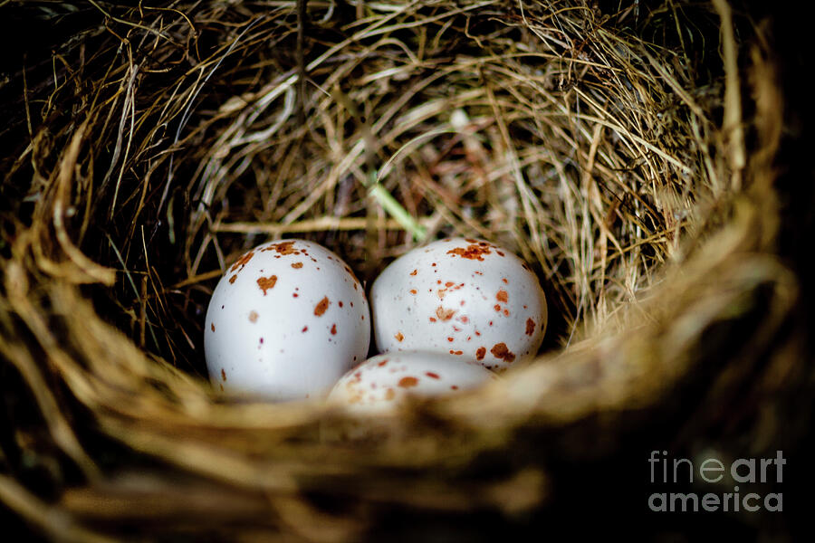 Nature Photograph - Chickadee Eggs by Robert Bales