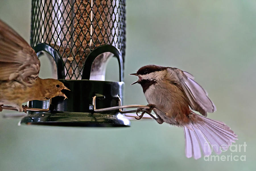 Chickadee Fighting House Finch Photograph by Amazing Action Photo Video
