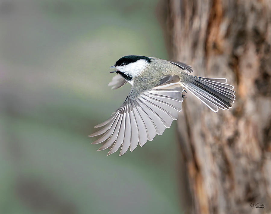 Chickadee Flight Photograph by Judi Dressler