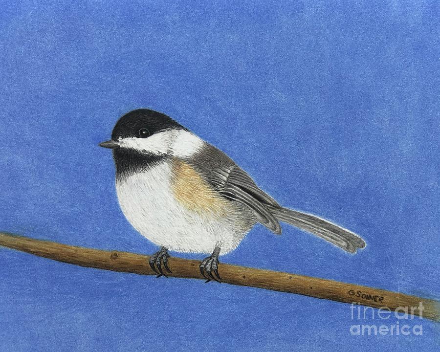 Chickadee Drawing by George Sonner