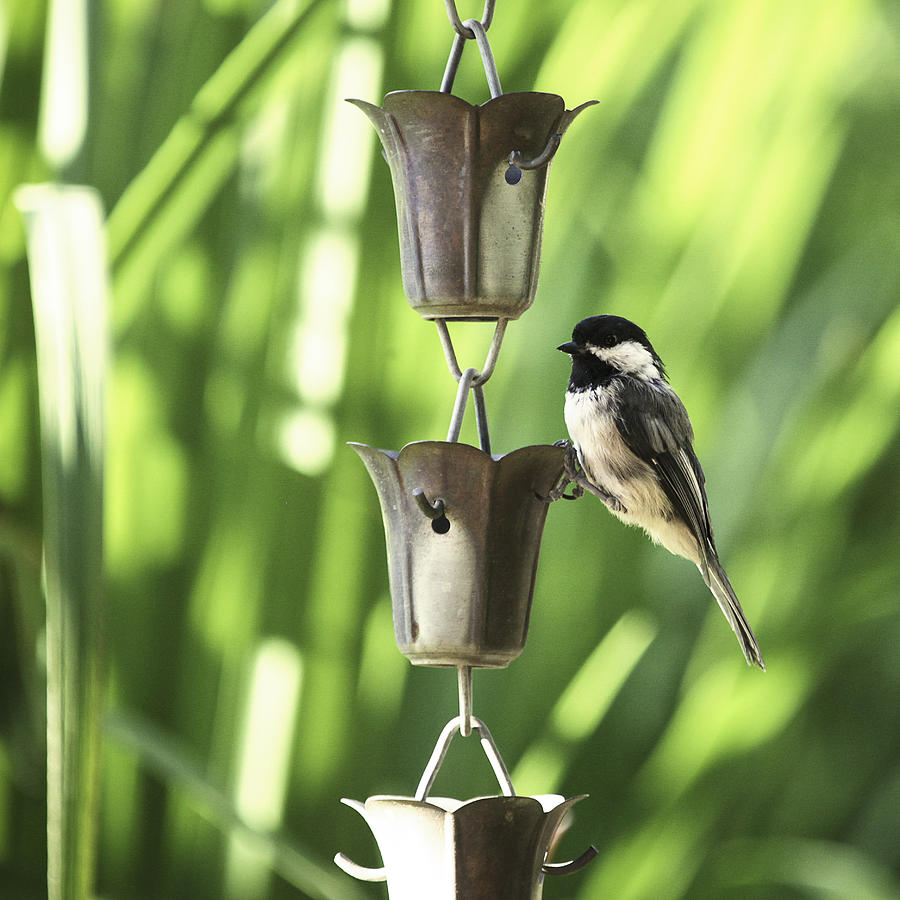 Chickadee hanging on chain Photograph by Kevin van der Leek Photography