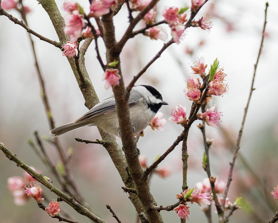 Chickadee in Early Spring  Photograph by Rachel Morrison