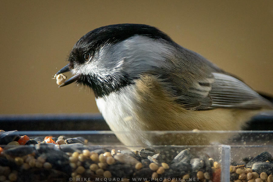 Chickadee in Feeder Photograph by Mike Mcquade