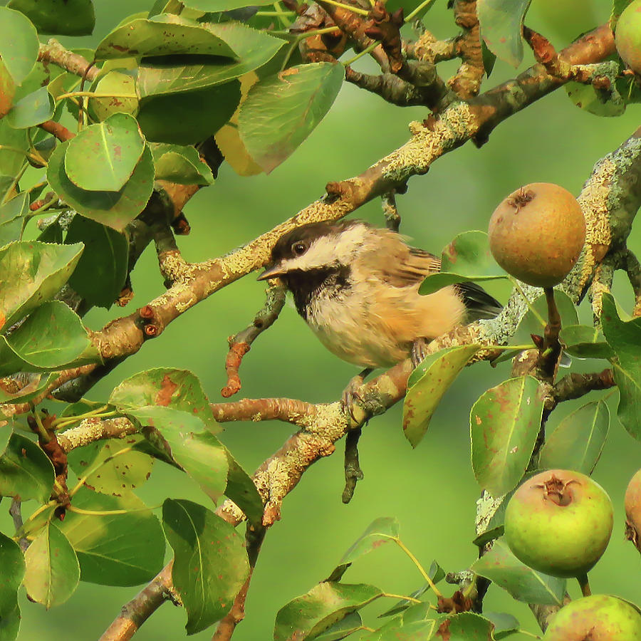 Chickadee In Pear Tree Photograph by Rebecca Grzenda