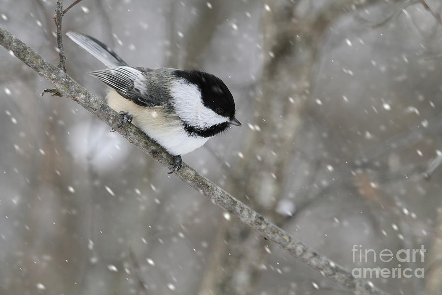 Chickadee in snow  Photograph by Heather King