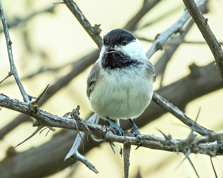 Chickadee In The Bush Photograph by Yeates Photography