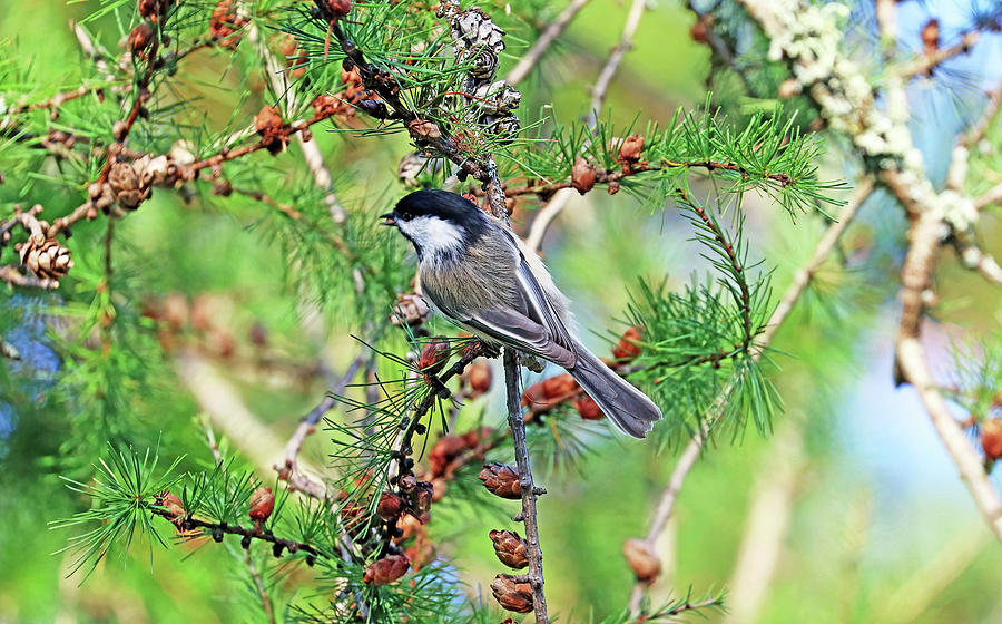 Chickadee In The Pine Photograph by Debbie Oppermann