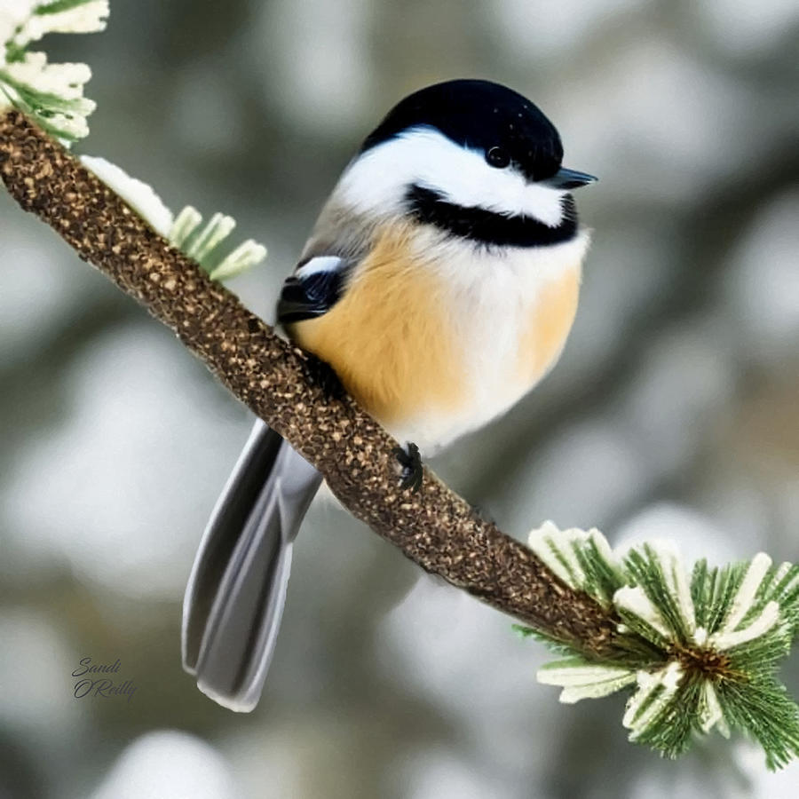 Chickadee In the Pine Tree Mixed Media by Sandi OReilly