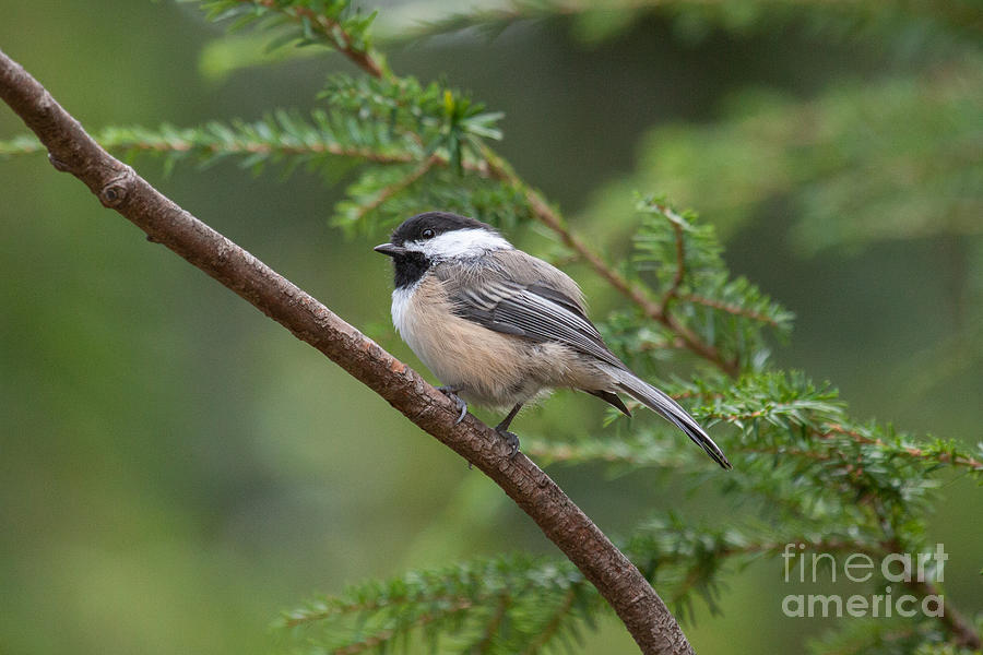 Chickadee in the Pines Photograph by Jayne Carney