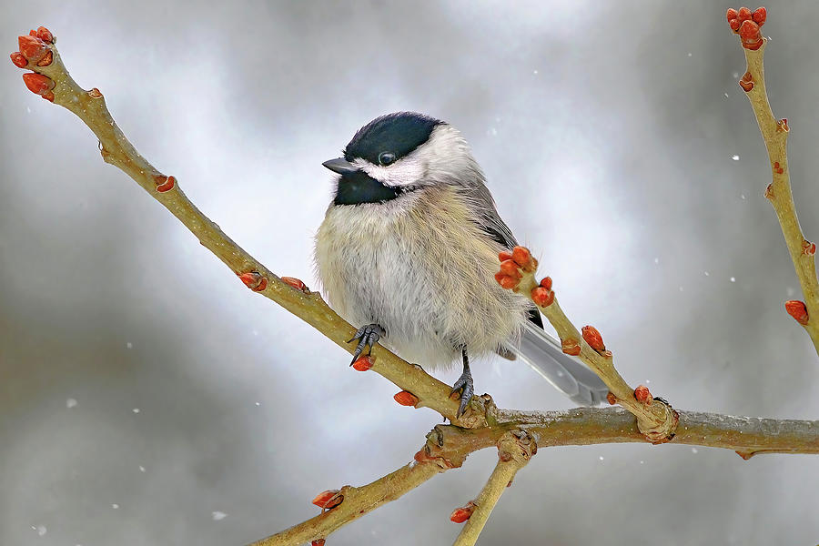 Chickadee in the Snow Photograph by Bob Bell