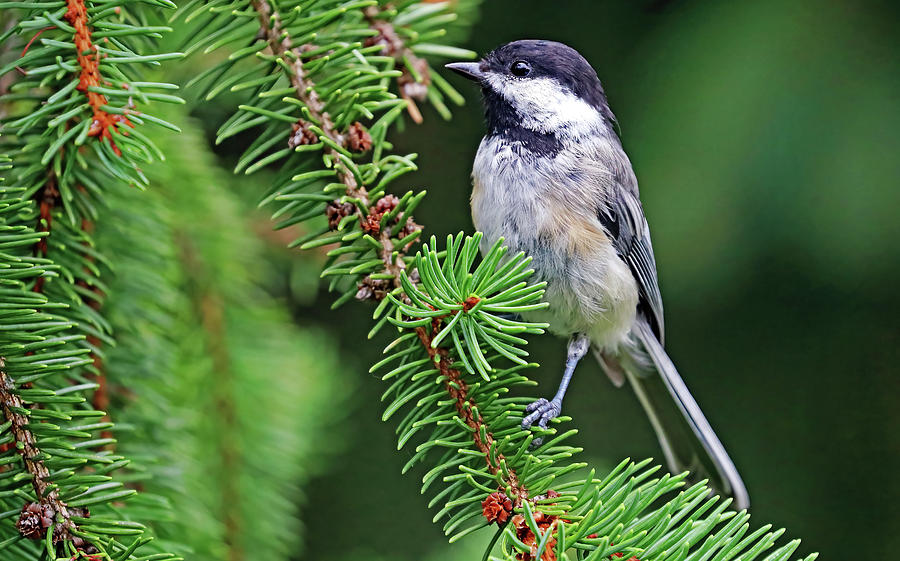 Chickadee In The Spruce Tree Photograph by Debbie Oppermann