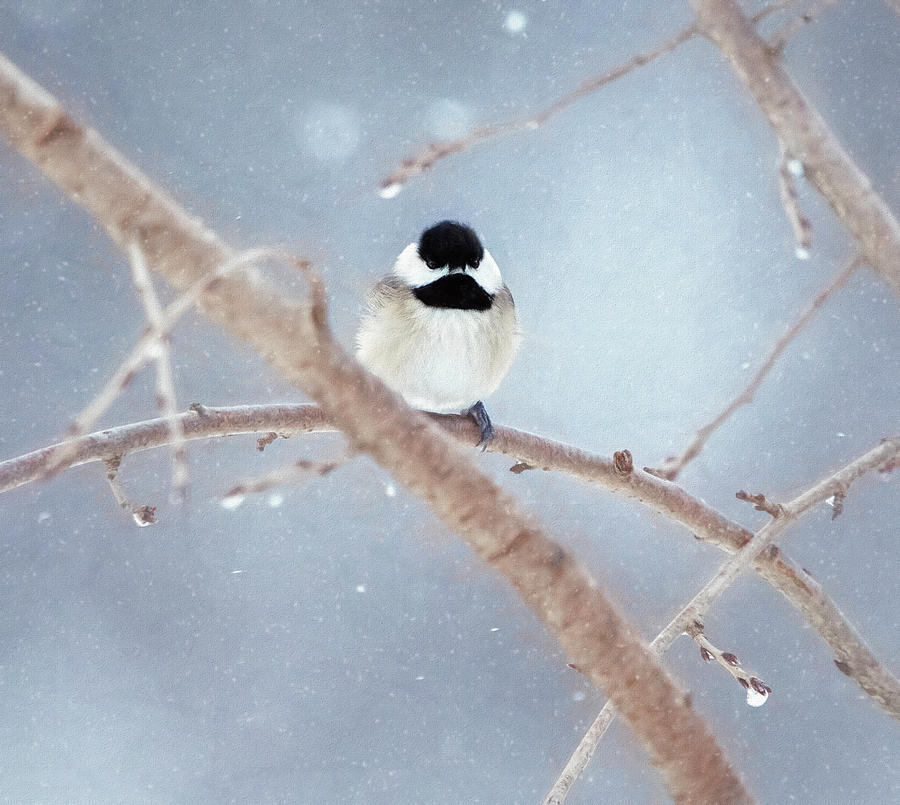 Chickadee in the Winter Photograph by Deborah Penland