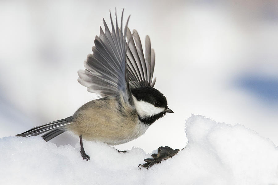 Chickadee in winter Photograph by Mircea Costina Photography