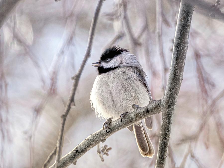 Chickadee On A Cold January Day Photograph By Saga Imagery Kevin And