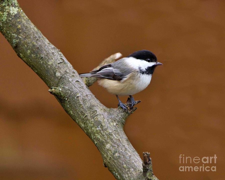 Chickadee on a Tree Photograph by Yvonne M Smith