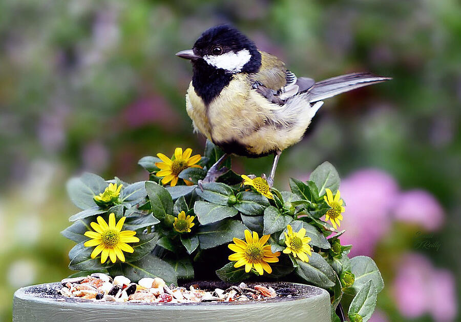 Chickadee On Daisies In Flower Pot Photograph by Sandi OReilly