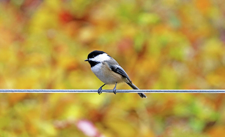 Chickadee On The Line In Autumn Photograph by Debbie Oppermann