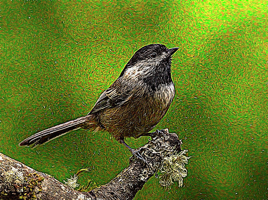 Chickadee Portrait Green Background Digital Art Digital Art