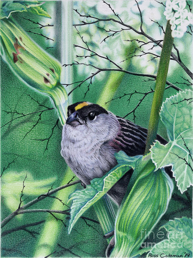 Chickadee Drawing by Ross Coleman Chickadee Drawing by Ross Coleman